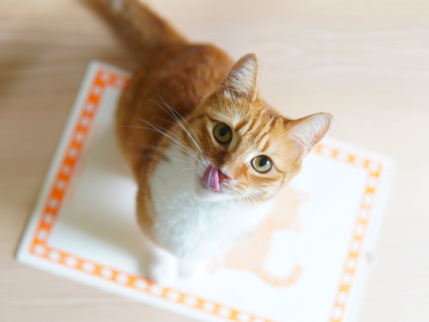 2026 Risograph Cat Calendar